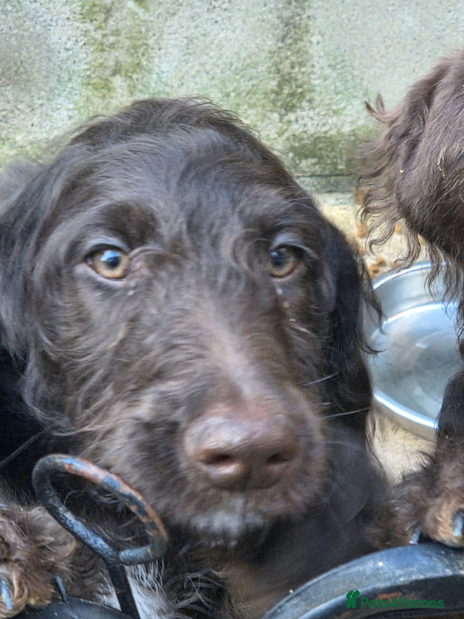 Goldendoodle dogs ONE STUNNING GIRL AVAIABLE NOW - Advert 15