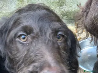 Goldendoodle dogs ONE STUNNING GIRL AVAIABLE NOW - Advert 4