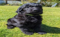 Mixed Breed dogs for sale: Gorgeous Ultimate Doodles! - Image 7