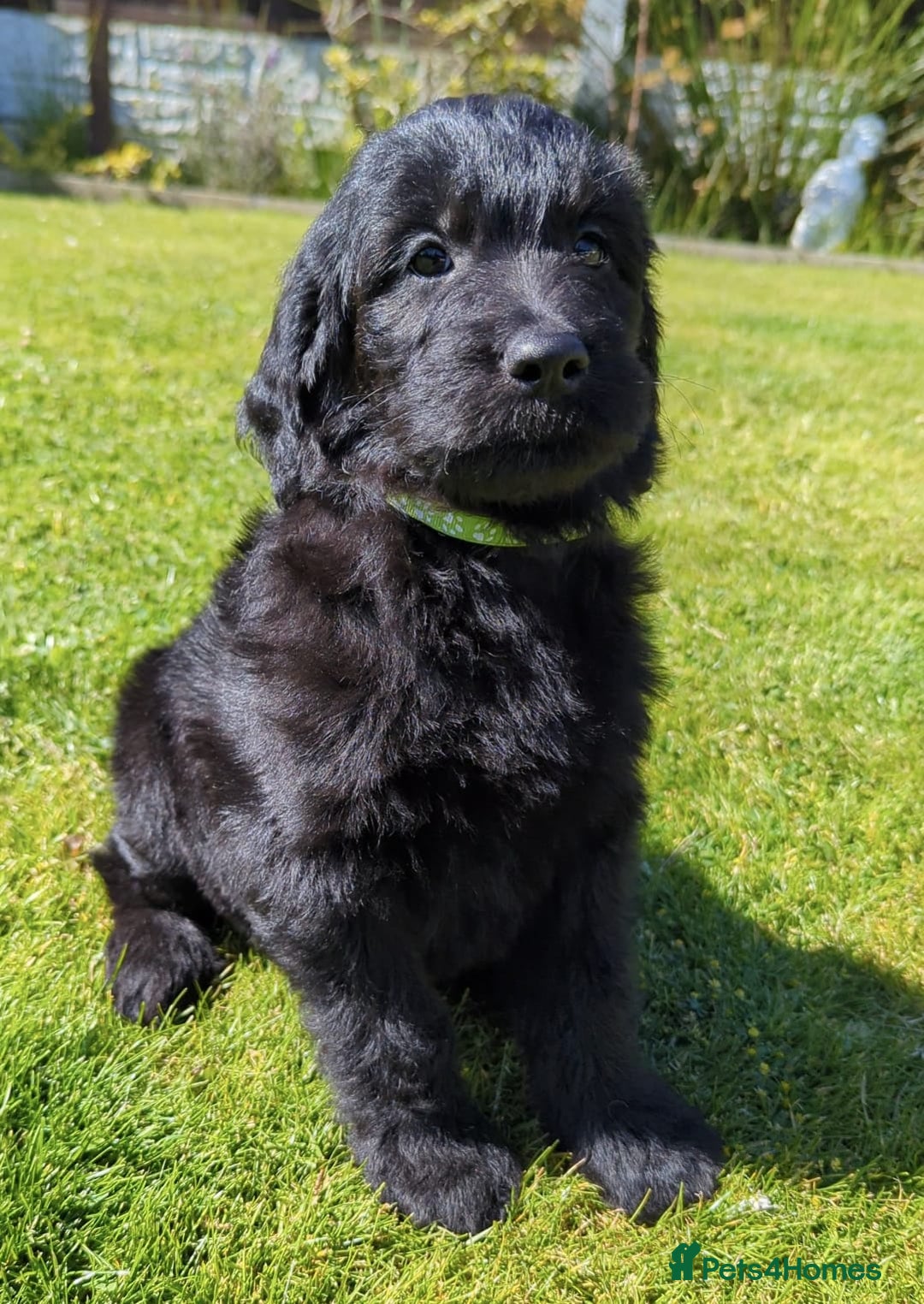 Mixed Breed dogs for sale: Gorgeous Ultimate Doodles! - Image 7