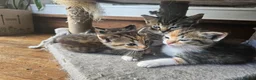 Mixed Breed cats for sale: Mix ragdoll kittens for sale  - Advert 9