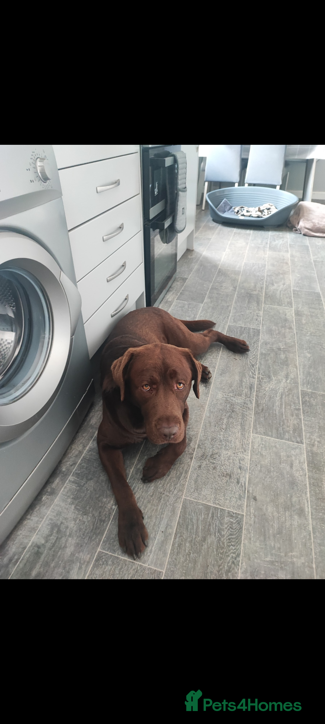 Labrador Retriever dogs for sale: Chocolate Labrador  - Advert 4