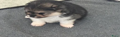 Pomeranian Puppy 4 Domino