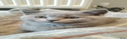 British Shorthair cats for sale: Blue British shorthairs kittens with GCCFpedigree - Advert 7