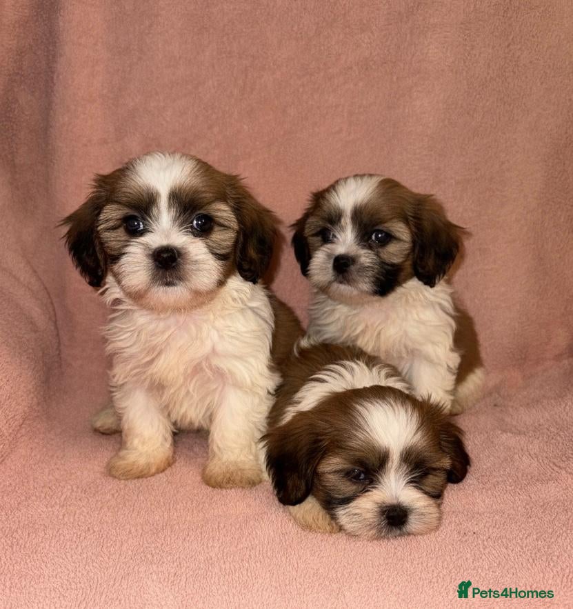 Shih Tzu dogs Shih Tzu Puppies  - Advert 1
