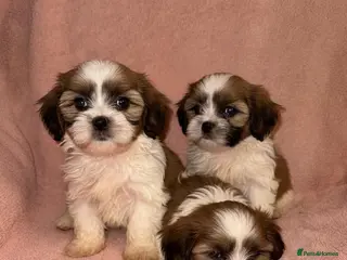Shih Tzu dogs Shih Tzu Puppies - Advert 1