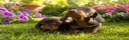 Miniature Dachshund dogs for sale: 🐾 Beautiful Dachshund Puppies ❤️ - Advert 7