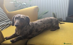 Miniature Dachshund dogs for stud: *🐾 Stud Available – Miniature Dachshund 🐾 - Image 2