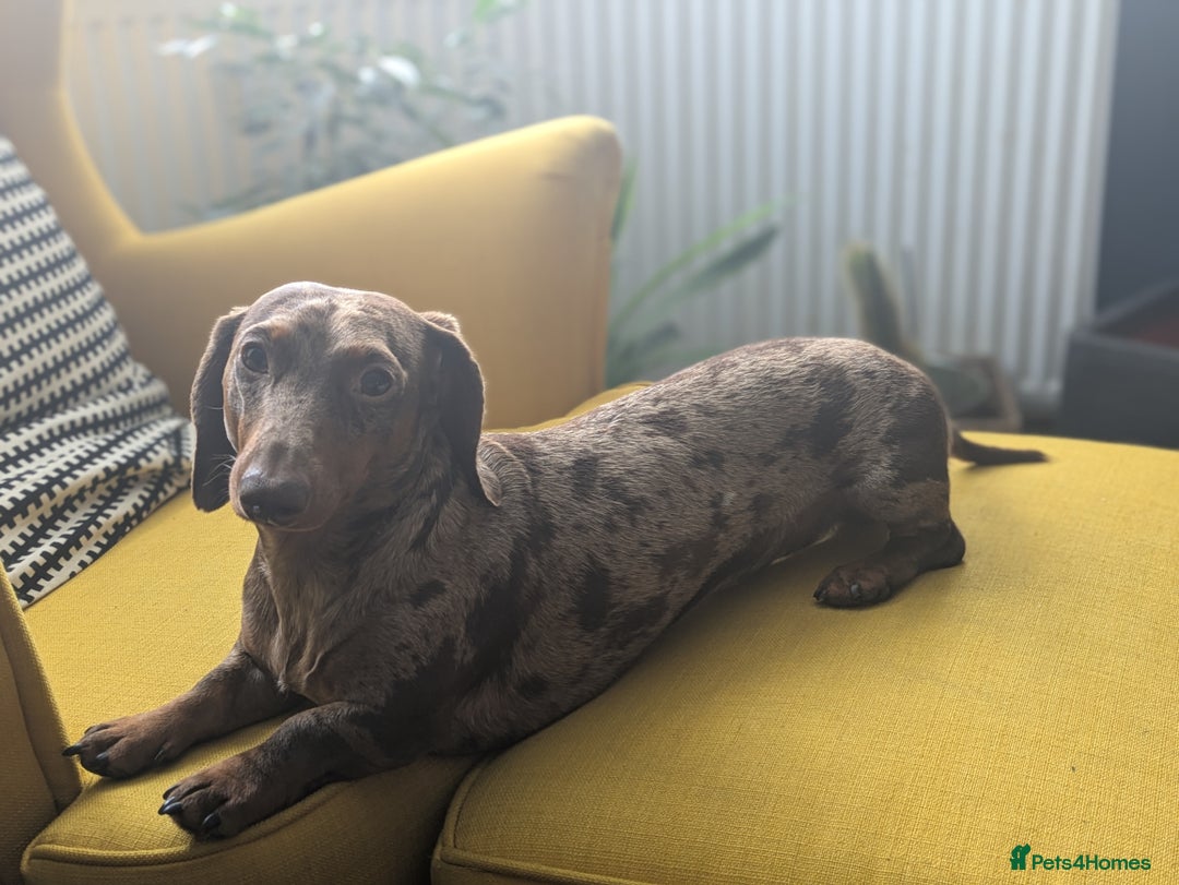 Miniature Dachshund dogs for stud: *🐾 Stud Available – Miniature Dachshund 🐾 - Image 2