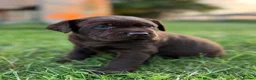 Labrador Retriever dogs for sale: Kc registered Labradors from 5⭐️ licensed breeder - Advert 4