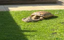 Tortoise reptiles for sale: 2 x Sulcata Tortoise - Image 5