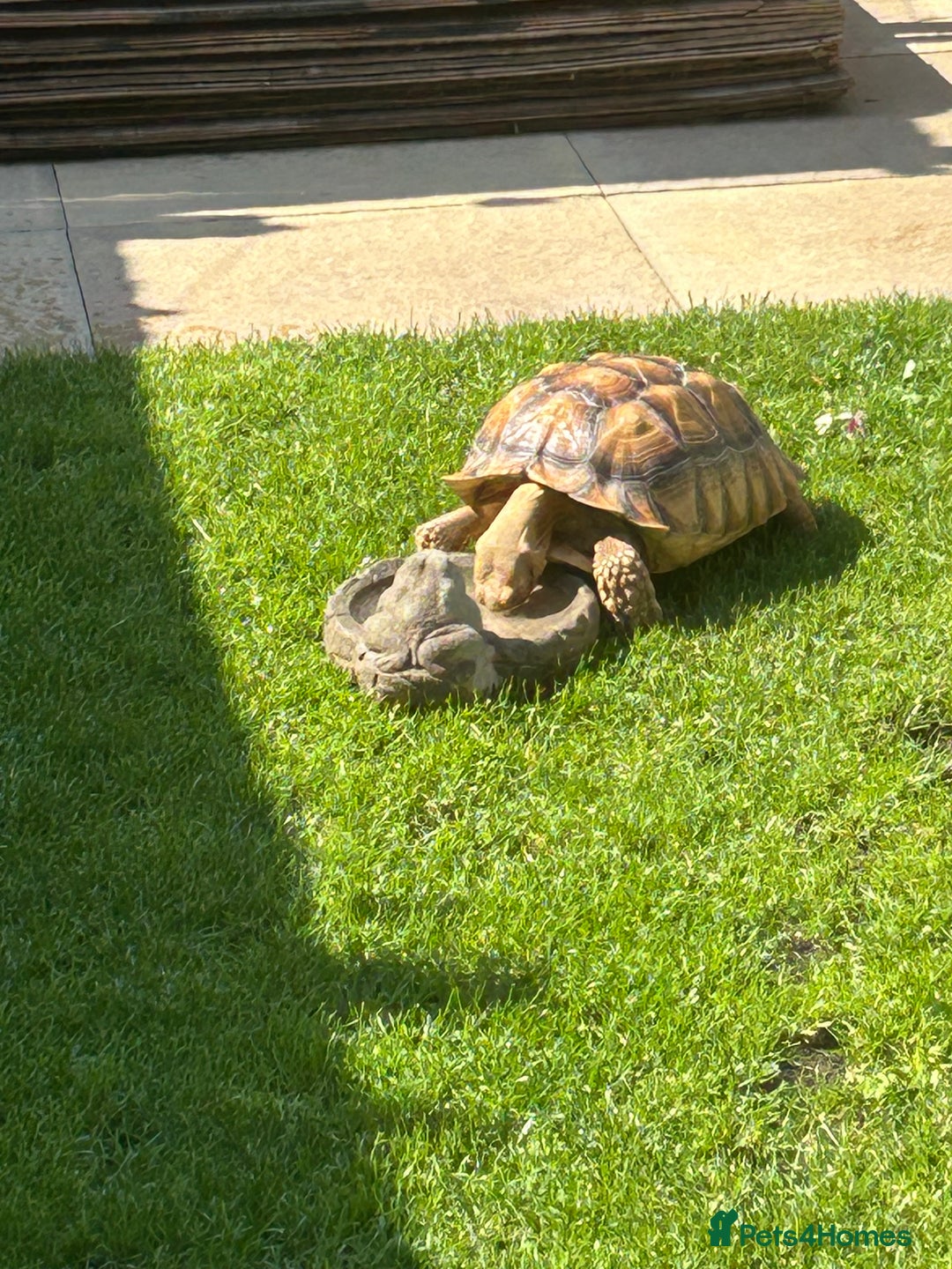 Tortoise reptiles for sale: 2 x Sulcata Tortoise - Image 5