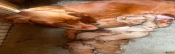 Cocker Spaniel dogs for sale: 5 beautiful cocker pups  - Advert 1