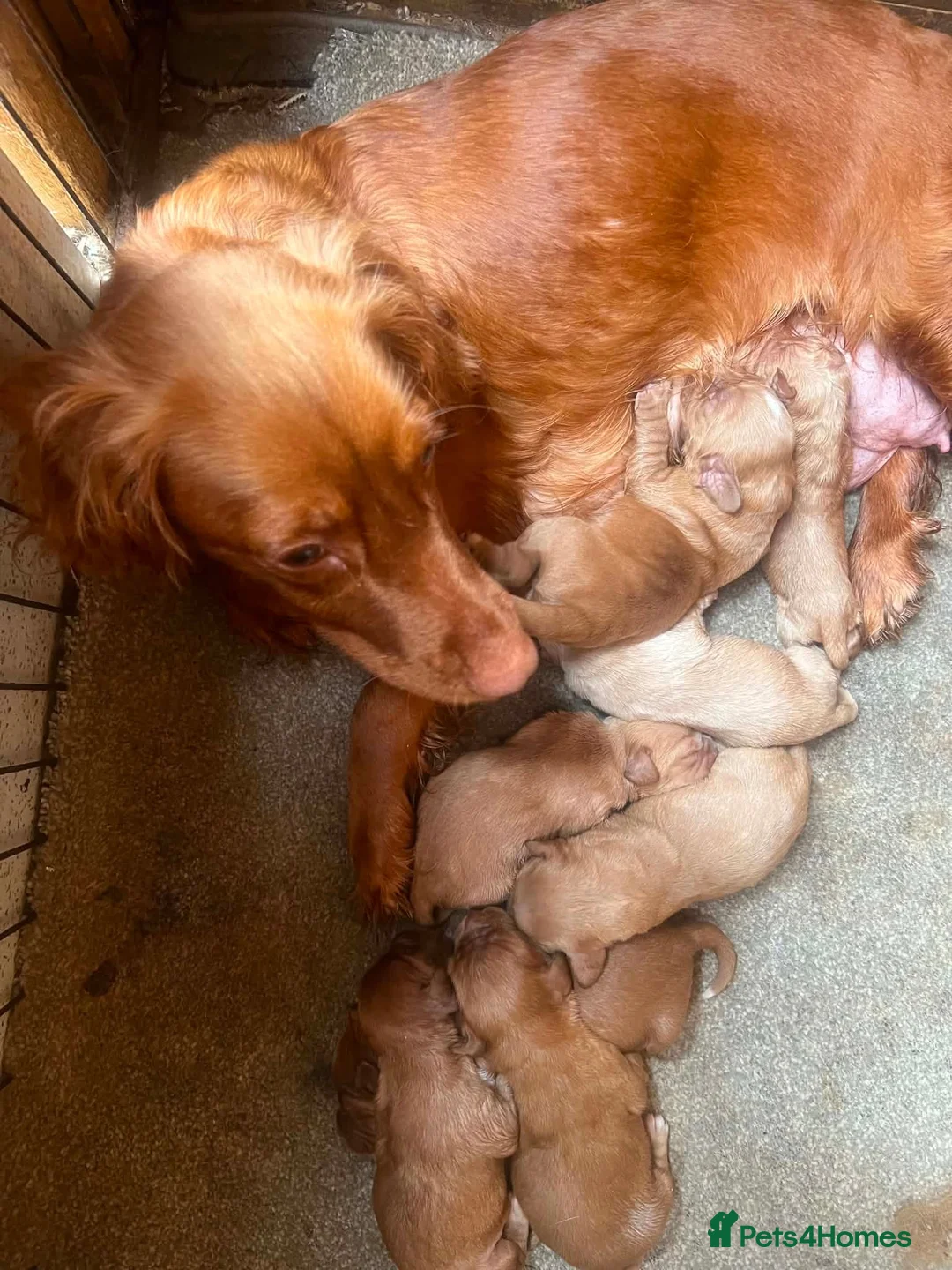Cocker Spaniel dogs for sale: 5 beautiful cocker pups  - Advert 1