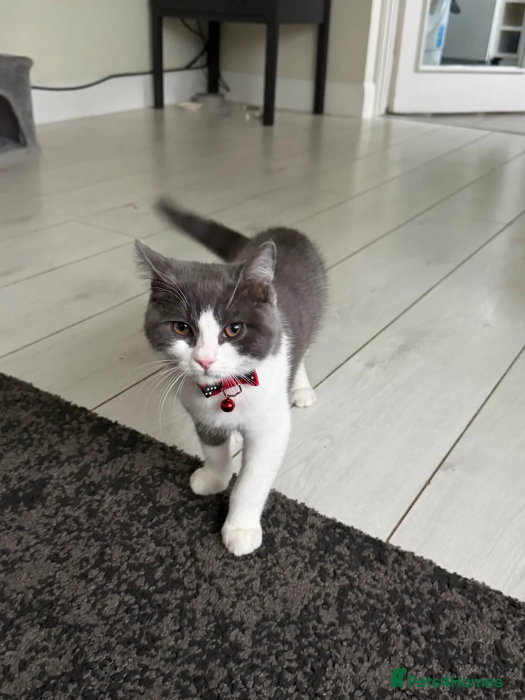 British Shorthair cats for sale: Beautiful 8-Month-Old Male British Shorthair - Advert 2