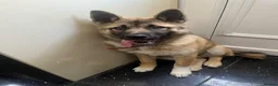 Huskita dogs for sale: Akita / Siberian husky - Advert 5