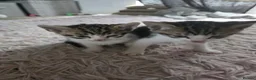 Mixed Breed cats for sale: Beautiful Litter of kittens - Advert 12