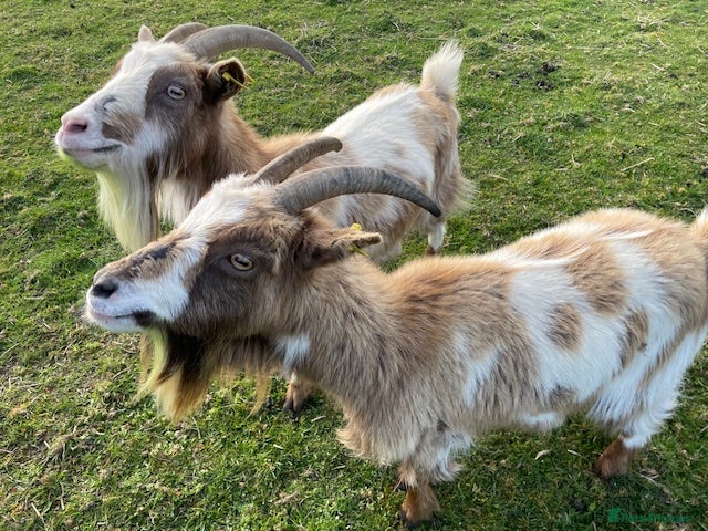 Goats livestock Two Female Pygmy Goats - Advert 10