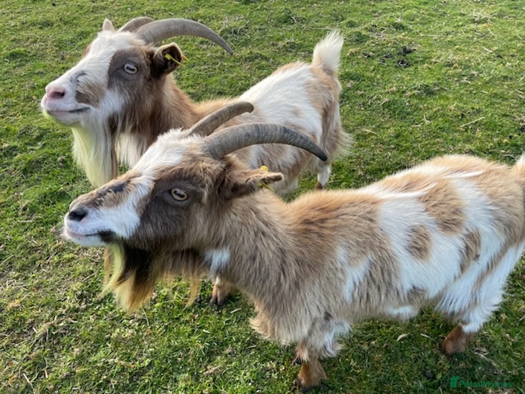 Goats livestock for sale: Two Female Pygmy Goats - Advert 1