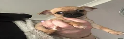 Chihuahua dogs for sale: Beautiful chihuahuas  - Advert 3