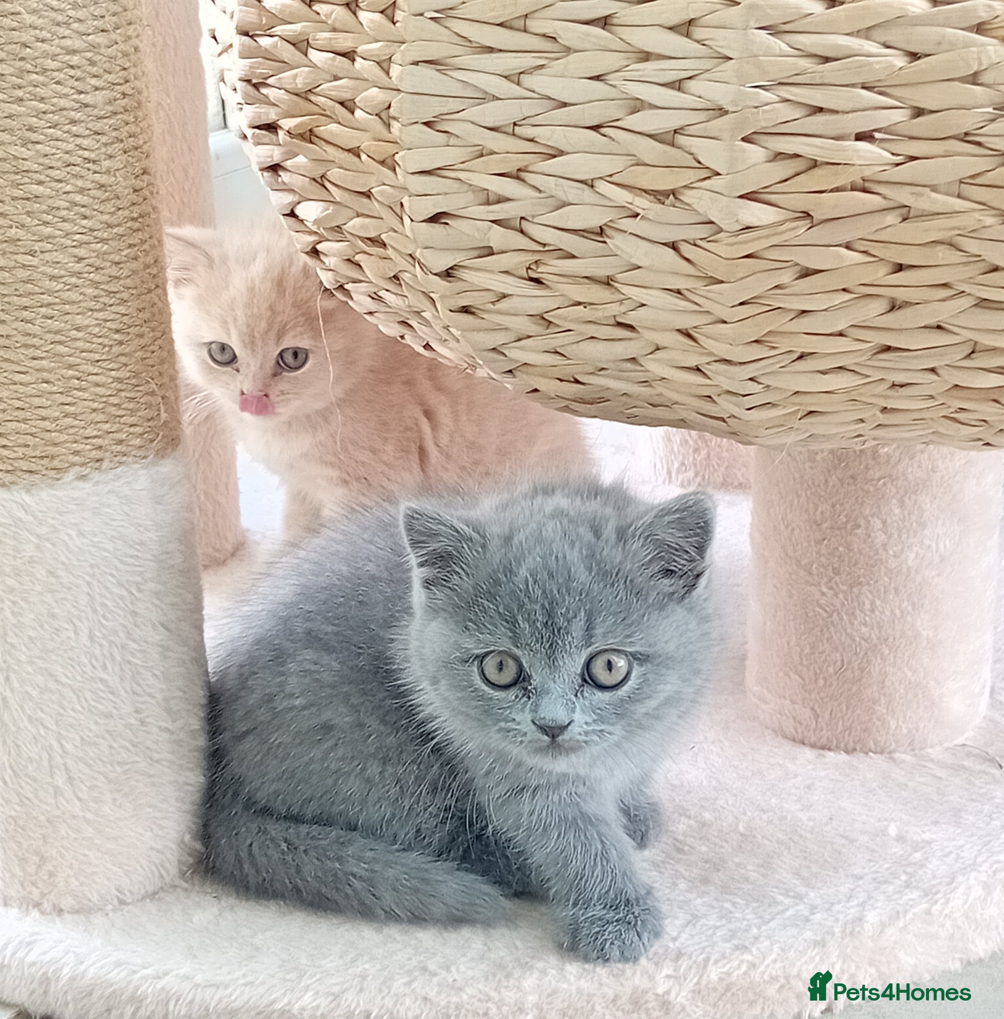 British Shorthair cats One beautiful British short-hair girl  - Advert 15