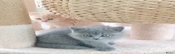 British Shorthair cats for sale: One beautiful British short-hair girl  - Advert 1