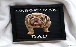 English Bulldog dogs for sale: KC Quality English Bulldogs  - Image 3