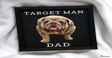 English Bulldog dogs - Advert 11