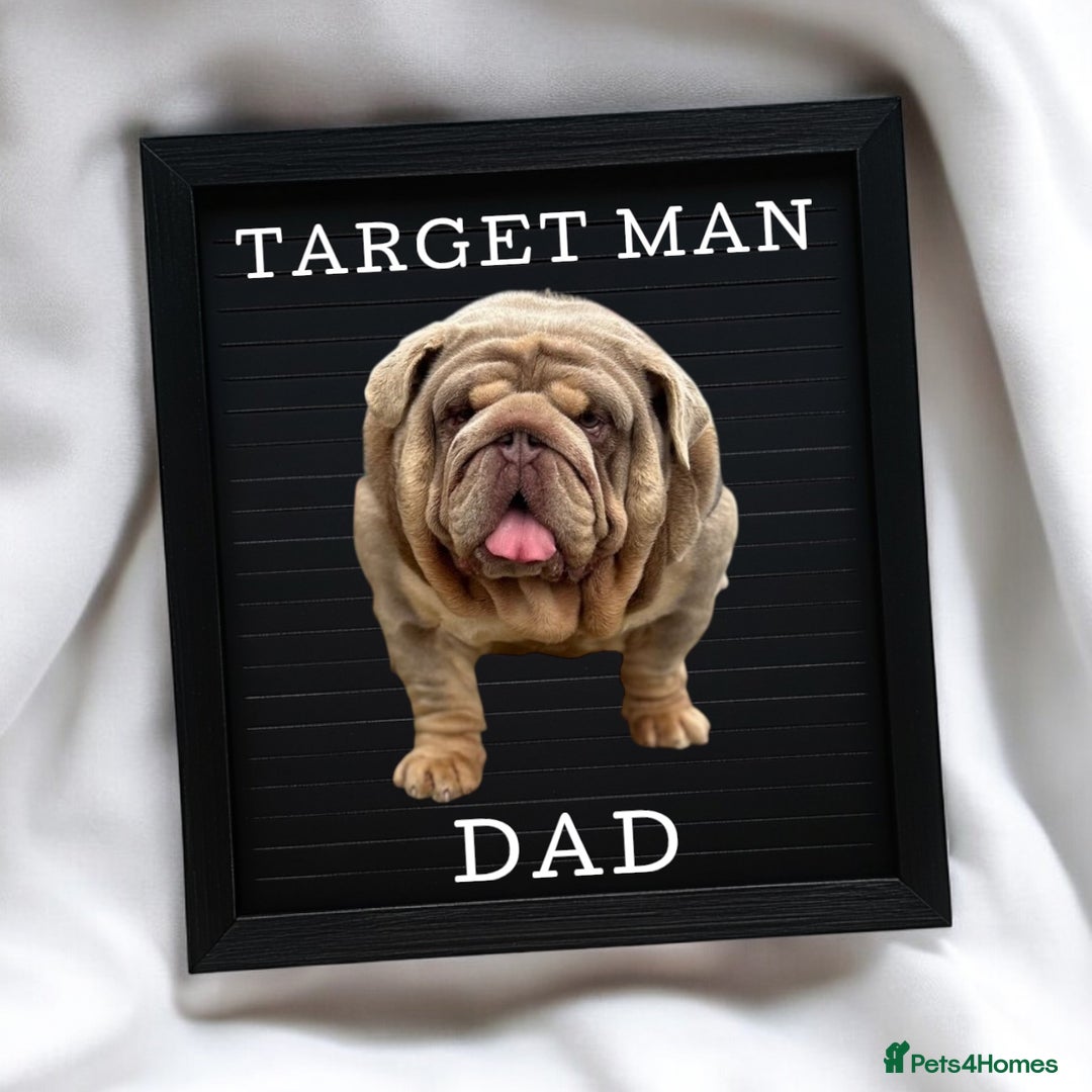 English Bulldog dogs for sale: KC Quality English Bulldogs  - Image 3