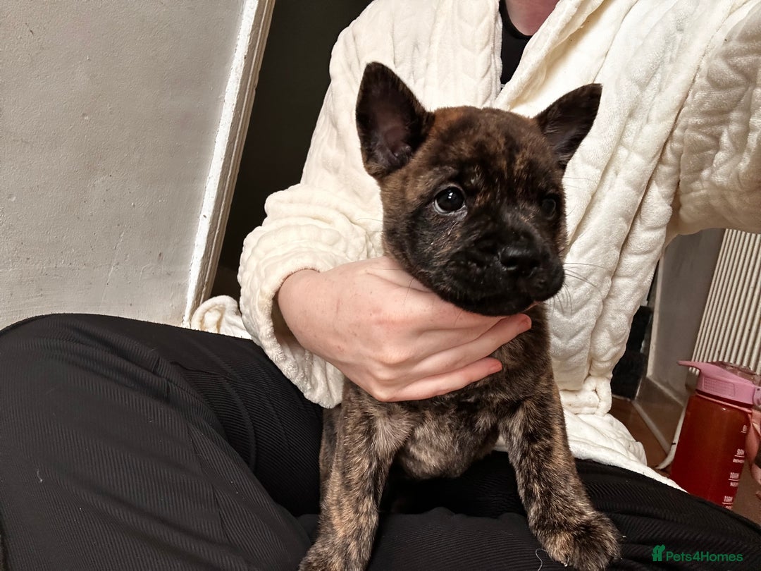 Mixed Breed dogs for sale: Beautiful French chows ready to leave!  - Image 11