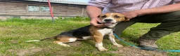 Beagle dogs for sale: Two year old Beagle bitch looking for a new home.  - Advert 2