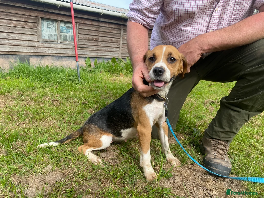 Beagle dogs for sale: Two year old Beagle bitch looking for a new home.  - Advert 2