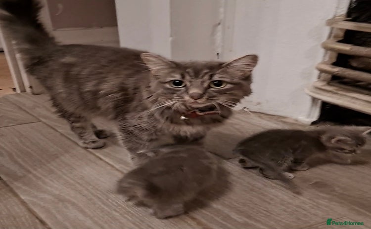 Mixed Breed cats - Advert 13