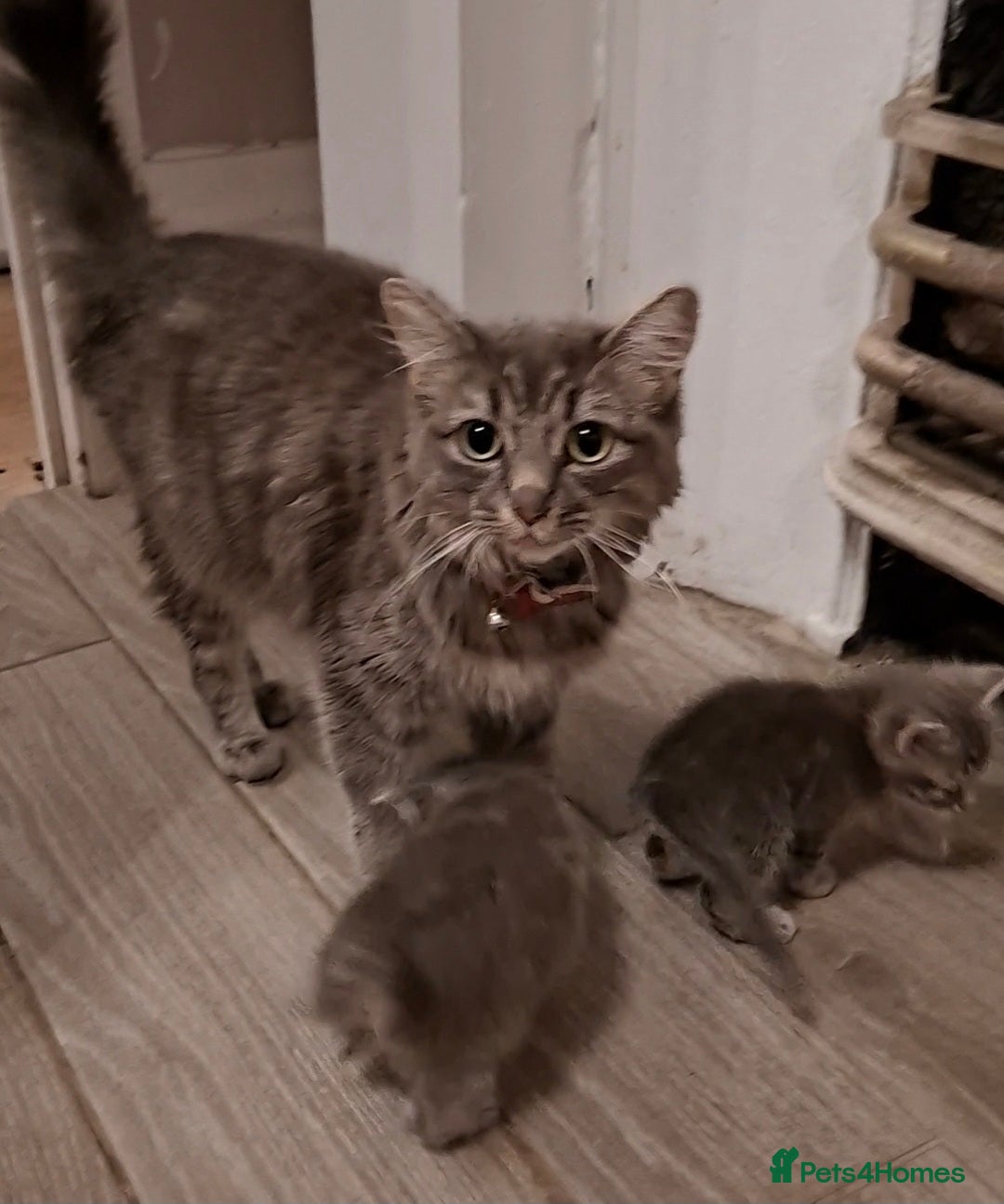 Mixed Breed cats for sale: Kittens looking for new home - Image 1