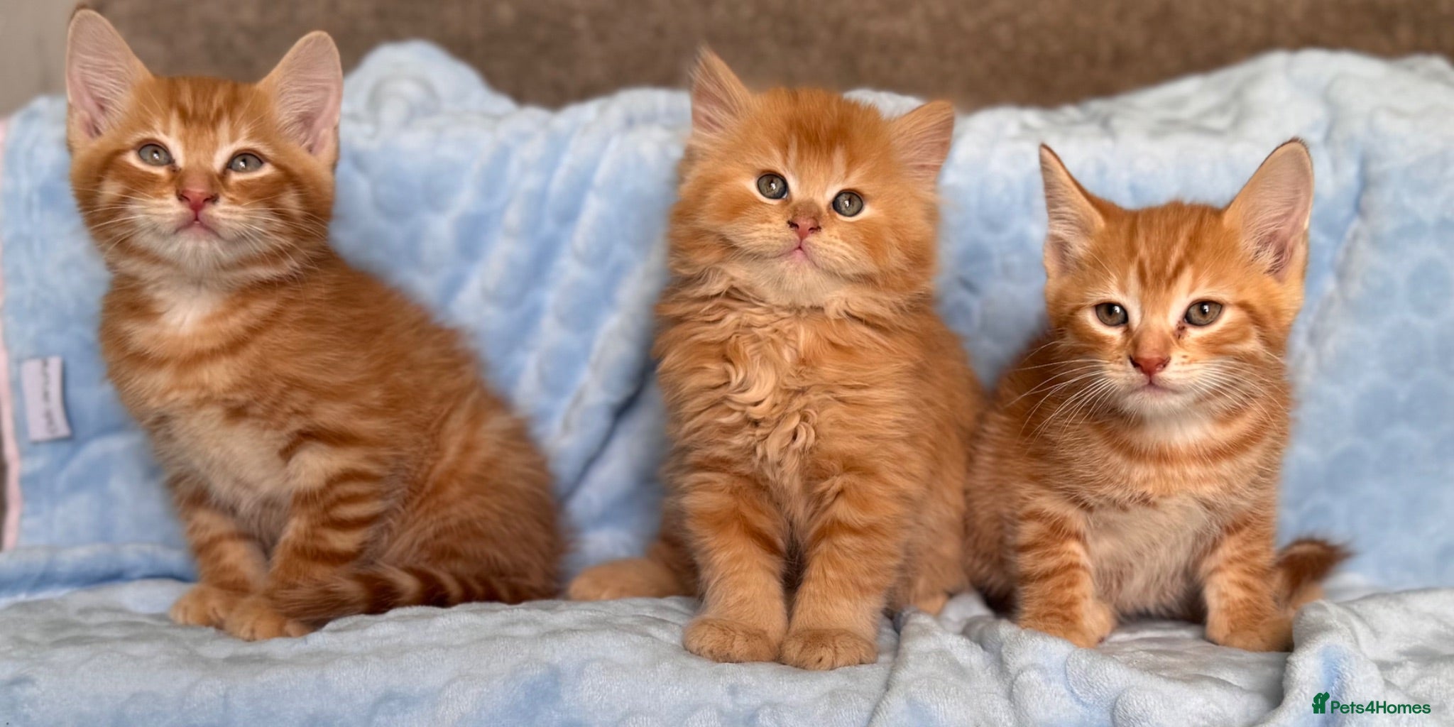 Mixed Breed cats BSH x Maine coon kittens (various prices) - Advert 1