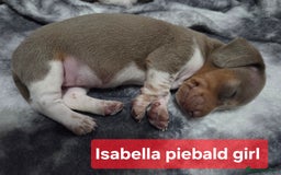 Miniature Dachshund dogs for sale: Miniature dachshund puppies KC Reg - Image 15