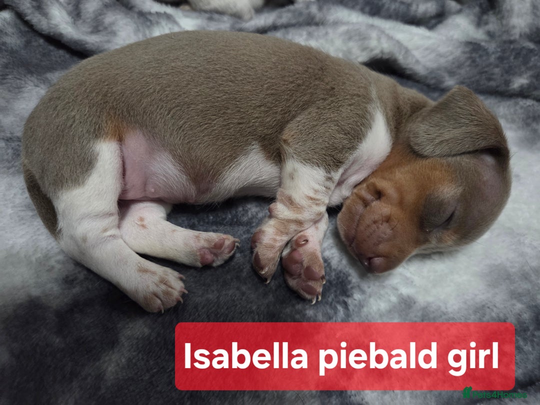 Miniature Dachshund dogs for sale: Miniature dachshund puppies KC Reg - Image 15