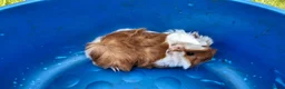 Guinea Pig rodents for sale: Peruvian Sow for Sale - Advert 1