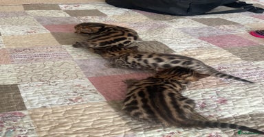 Bengal cats - Advert 2