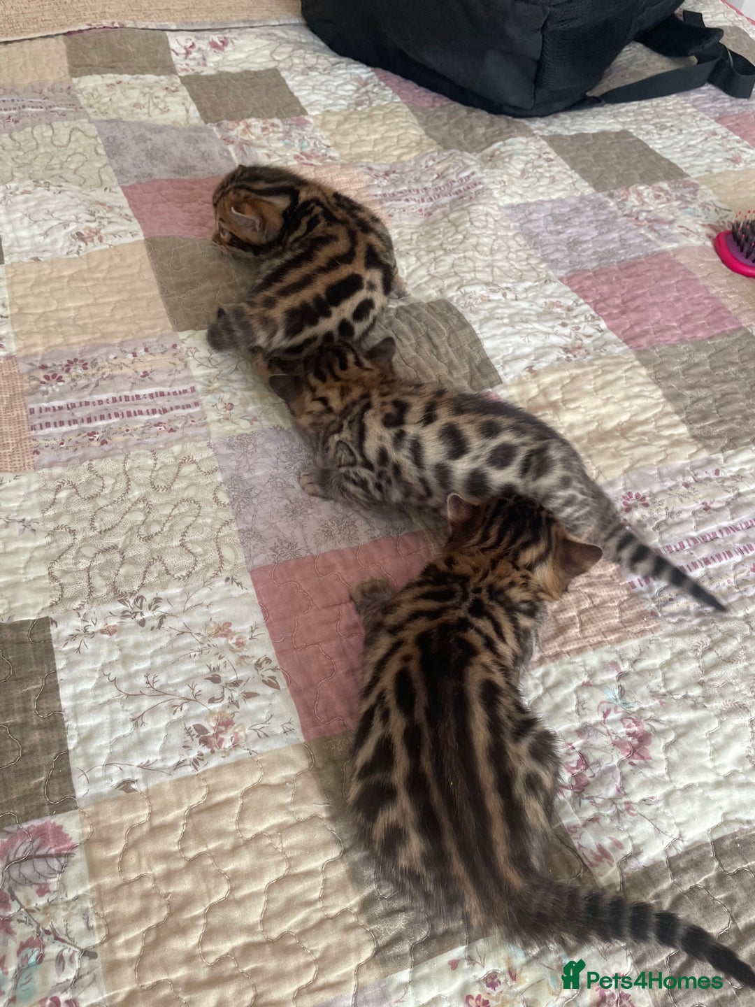 Bengal cats for sale: Bengal  - Image 2