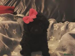 Toy Poodle dogs Stunning show type toy poodles - Advert 15