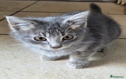 Bengal cats for sale: 3 KITTENS READY FOR NEW HOME  - Image 1