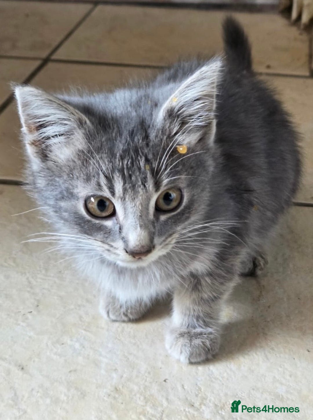 Bengal cats for sale: 3 KITTENS READY FOR NEW HOME  - Image 1