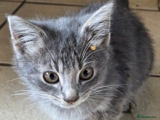 Bengal cats - Advert 36