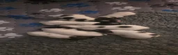 Papillon dogs for sale: KC Registered Papillon Puppies (Ready Soon!) - Advert 2
