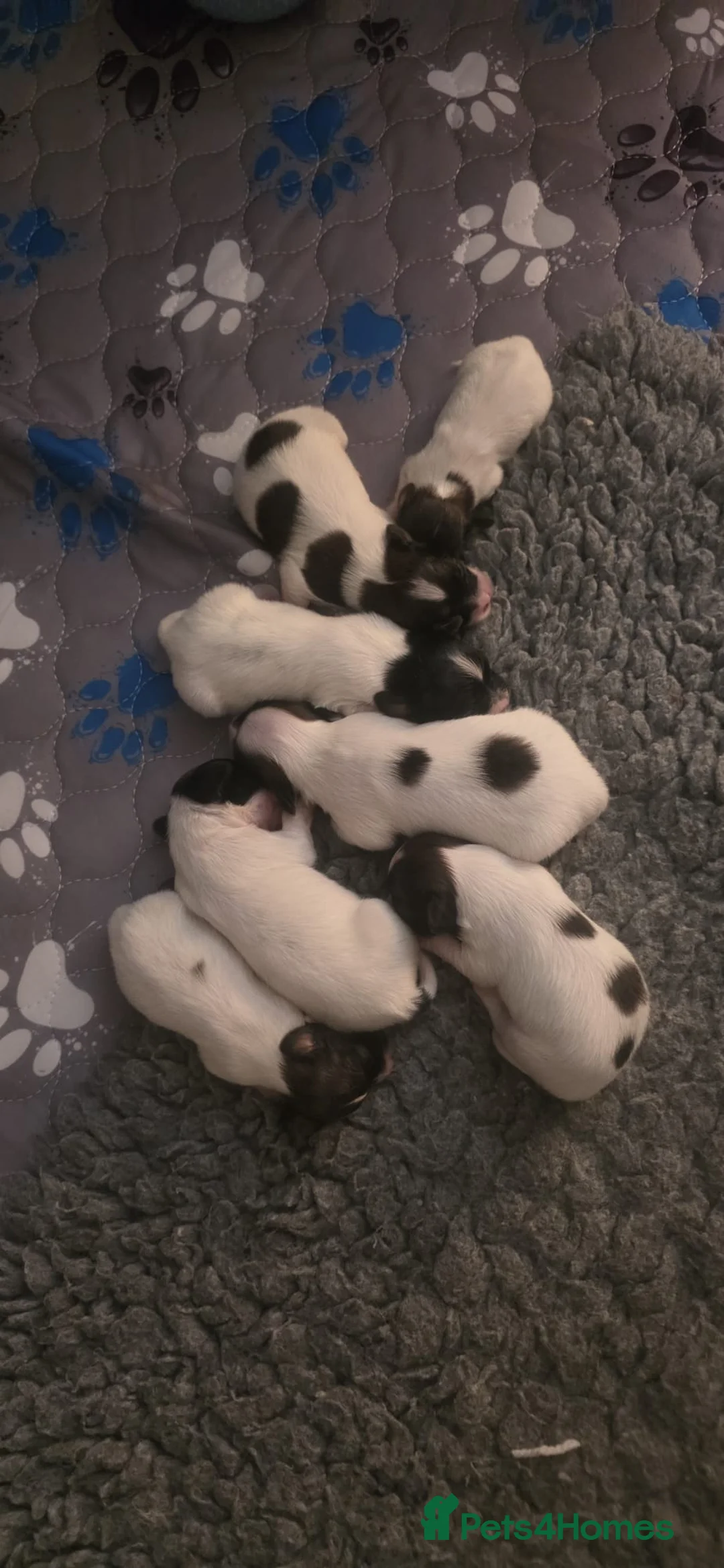 Papillon dogs for sale: KC Registered Papillon Puppies (Ready Soon!) - Advert 2