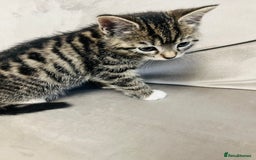Domestic Shorthair cats for sale: The lovely 8 week kitten ready for rehome - Image 7