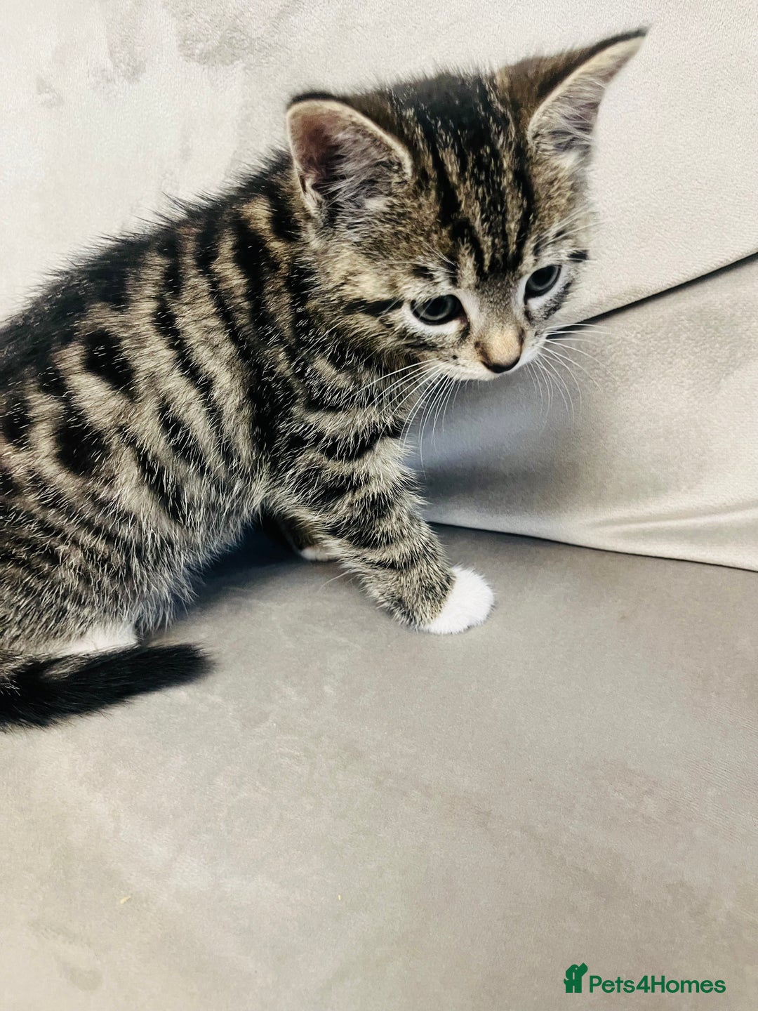 Domestic Shorthair cats for sale: The lovely 8 week kitten ready for rehome - Image 7