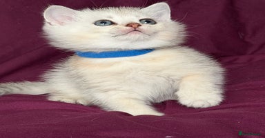 British Shorthair cats - Advert 1