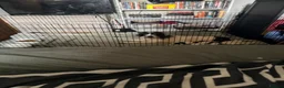 Mixed Breed dogs for sale: Jackapoochon mixed breed - Advert 2